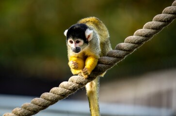 The Black-Capped Squirrel Monkey (Saimiri boliviensis).