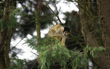 The Black-Capped Squirrel Monkey (Saimiri boliviensis).