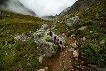 An English Springer Spaniel dog stands on a rock on the lake. The image reflects the tranquility and beauty of the serene mountain scenery