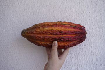The cocoa bean, also known simply as cocoa or cacao, is the dried and fully fermented seed of...