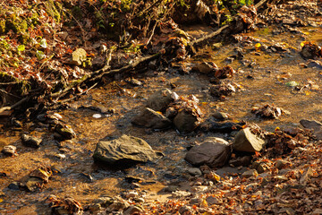 A gentle stream weaves through vibrant autumn leaves, reflecting the warm hues of golden hour light in the forest.