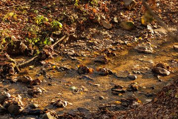 A peaceful stream meanders through a forest blanketed with vibrant autumn leaves, glowing in warm sunlight.