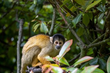The Black-Capped Squirrel Monkey (Saimiri boliviensis).