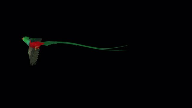 Resplendent Quetzal - South American Colorful Bird - Sacred Spiritual Symbol - Flying Over Screen Transition - III - Alpha Channel - Realistic 3D animation isolated on transparent background