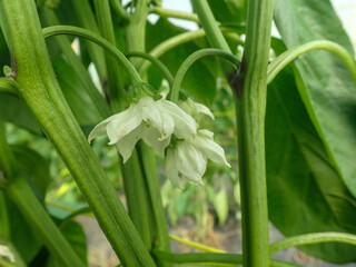 Green bell pepper plantation with plastic film placed over the ground, Sweet pepper plant in a farmer's field, paprika, bell pepper in greenhouse or glasshouse, in state Jijel Algeria, North Africa.