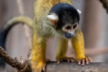 Obraz premium The Black-Capped Squirrel Monkey (Saimiri boliviensis).