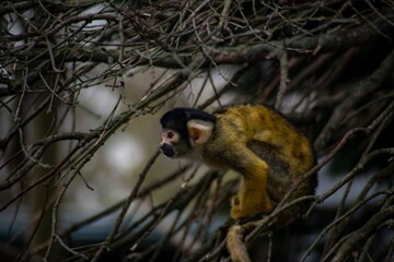 The Black-Capped Squirrel Monkey (Saimiri boliviensis).