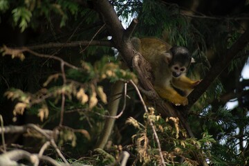 The Black-Capped Squirrel Monkey (Saimiri boliviensis).
