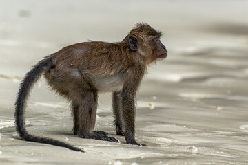 Javaneraffe am Affenstrand der Koh Phi Phi Insel in Thailand