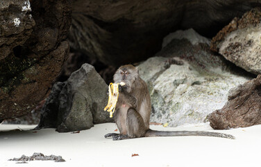 Javaneraffe am Affenstrand der Koh Phi Phi Insel in Thailand