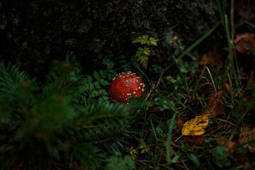 fly agaric mushroom in the forest