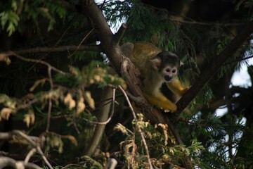 The Black-Capped Squirrel Monkey (Saimiri boliviensis).