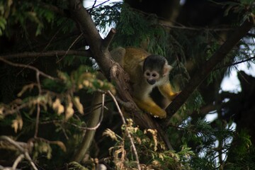 The Black-Capped Squirrel Monkey (Saimiri boliviensis).