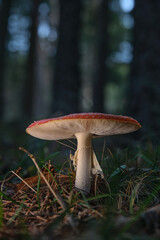 Beautiful fly agaric on a green meadow