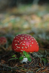 Beautiful fly agaric on a green meadow