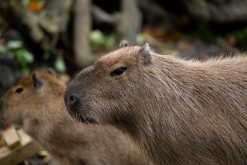 The Capybara or Greater Capybara (Hydrochoerus hydrochaeris).