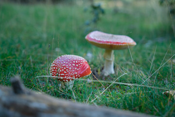 Beautiful fly agaric on a green meadow