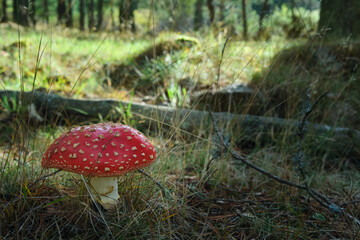 Beautiful fly agaric on a green meadow