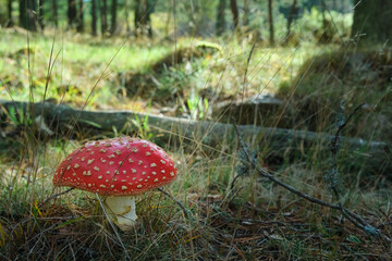 Beautiful fly agaric on a green meadow
