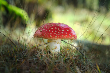 Beautiful fly agaric on a green meadow