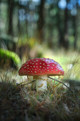 Beautiful fly agaric on a green meadow