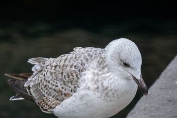 seagull on the beach
