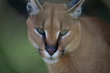 The Caracal (Caracal caracal), a medium-sized wild cat.