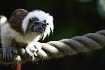 The Cotton-Top Tamarin (Saguinus oedipus).