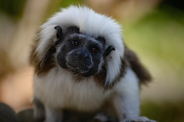 The Cotton-Top Tamarin (Saguinus oedipus).