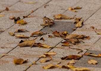 Dry orange and brown leaves gently spread across gray stone pavement on a tranquil autumn afternoon