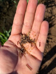 hand holding soil