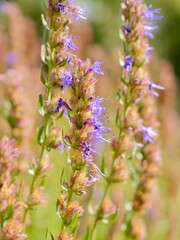 Flowers of hyssop (Hyssopus officinalis) in the garden. A shrub native to Southern Europe, the Middle East, and the Caspian Sea region. Cultivates for essential oil, have culinary and medical use.