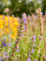 Flowers of hyssop (Hyssopus officinalis) in the garden. A shrub native to Southern Europe, the Middle East, and the Caspian Sea region. Cultivates for essential oil, have culinary and medical use.