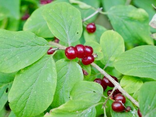 Red berries of the poisonous fly honeysuckle (Lonicera xylosteum), European fly honeysuckle, dwarf honeysuckle or fly woodbine. Vilnius, Lithuania.