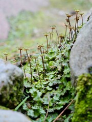 Marchantia polymorpha is a species of large thalloid liverwort in the class Marchantiopsida