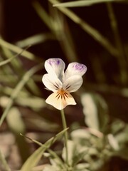 Flower of the wild pansy (Viola tricolor), Johnny Jump up, also, heartsease, heart's ease, heart's delight, tickle-my-fancy, Jack-jump-up-and-kiss-me, come-and-cuddle-me, three faces in a hood.