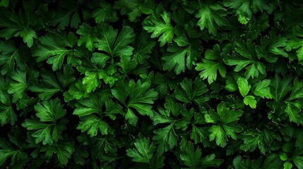   A close-up of a leafy plant with many green leaves on top of them
