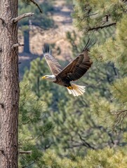 Obraz premium Majestic eagle in flight. AI.