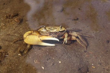 Crab under water in Florida beach