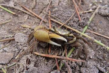 Crab on the ground in Florida wild