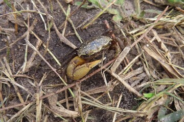 Crab on the ground in Florida wild