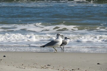 Seagulls on ocean background in Atlantic coast of North Florida