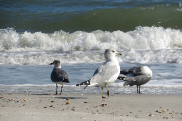 Seagulls on ocean background in Atlantic coast of North Florida