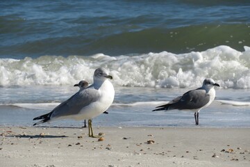 Seagulls on ocean background in Atlantic coast of North Florida