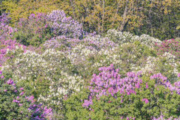 The image showcases a dense, vibrant carpet of pink, white, and yellow flowers in a naturalistic style