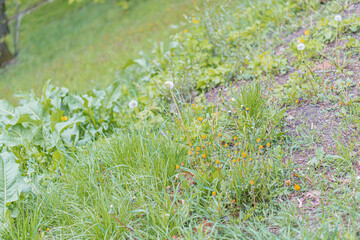 Image shows a close-up of a garden bed with various plants and weeds, featuring a large...
