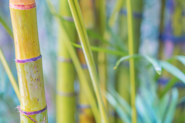 Fototapeta premium Image shows vibrant, healthy bamboo shoots emerging from soil against a blurred backdrop of other vegetation