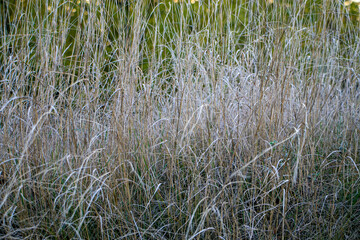 Dry autumn grass.
Dry grass on an autumn meadow close-up.
