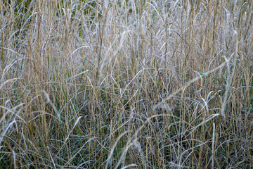 Dry autumn grass.
Dry grass on an autumn meadow close-up.