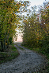 A dirt road with autumn trees and bushes. The landscape of a winding dirt road.